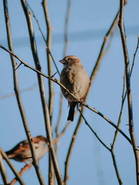 Oiseaux Sur Une Branche Arbre — Photo