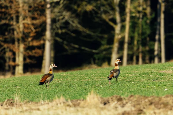 Kilátás Aranyos Kacsák Réten — Stock Fotó