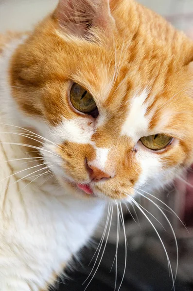 Gato Vermelho Com Fundo Branco — Fotografia de Stock