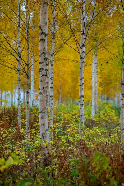 Jesienny Krajobraz Parku Rano — Zdjęcie stockowe