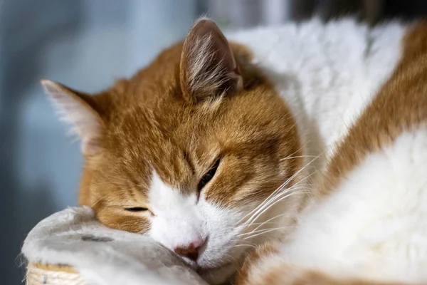 Lindo Gato Acostado Suelo —  Fotos de Stock