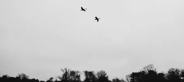 Photo Noir Blanc Oiseaux Volants — Photo