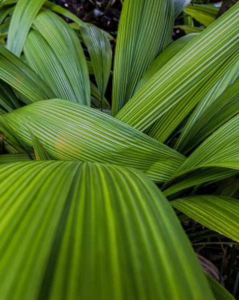 Groene Bladeren Flora Gebladerte — Stockfoto