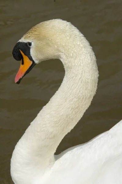 湖の美しい白い白鳥 — ストック写真