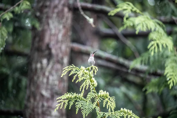Pássaro Floresta — Fotografia de Stock