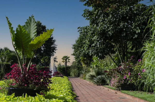 Hermoso Jardín Tropical Con Hierba Verde Árboles — Foto de Stock