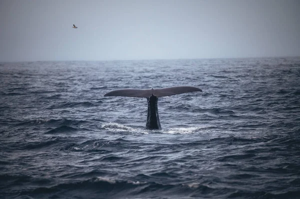 Balena Nel Mare — Foto Stock