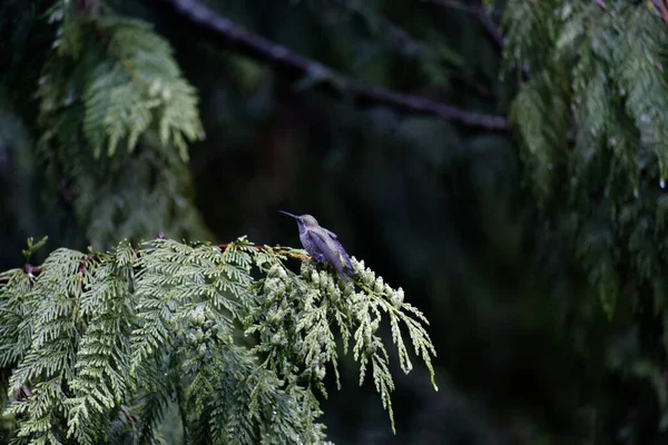 Árvore Verde Floresta Com Pássaro — Fotografia de Stock