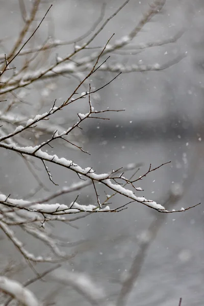 Snötäckta Träd Skogen — Stockfoto