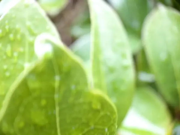 Hojas Verdes Flora Follaje — Foto de Stock