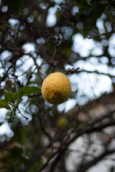 Citronnier Aux Fruits Dans Jardin — Photo
