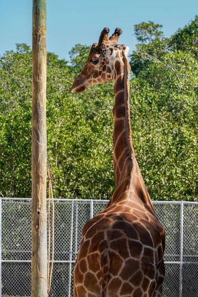 Girafe Dans Zoo — Photo