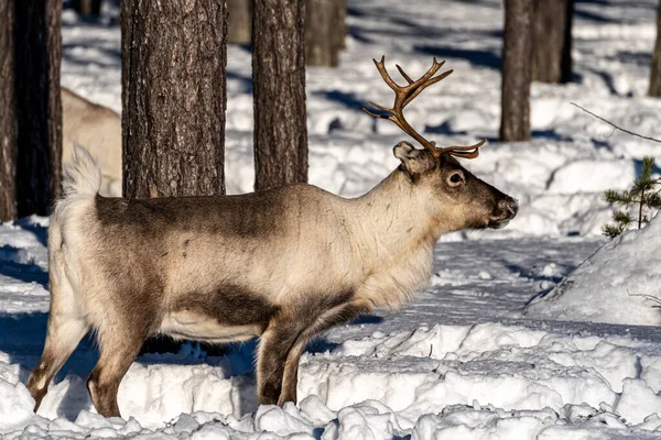 Güzel Kızıl Geyik Kış Ormanında Hayvan — Stok fotoğraf