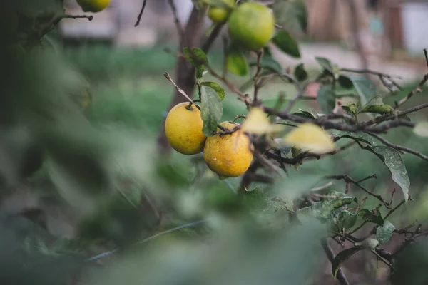 Limoeiro Com Fruta Jardim — Fotografia de Stock