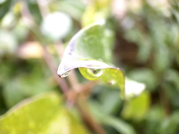 Foglie Verdi Con Gocce Acqua Sullo Sfondo Del Sole — Foto Stock