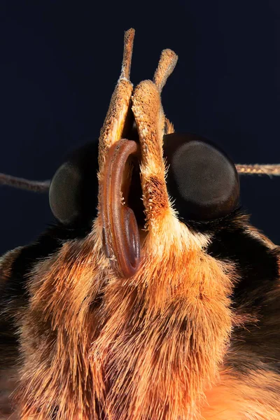 Close Van Een Mooie Roodoog Draak — Stockfoto