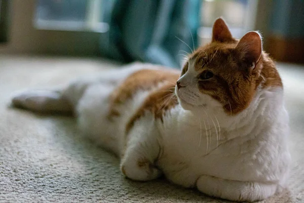 Кот Лежащий Полу — стоковое фото
