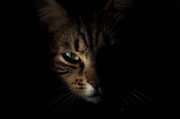 Gestromte Katze Mit Grünen Augen — Stockfoto