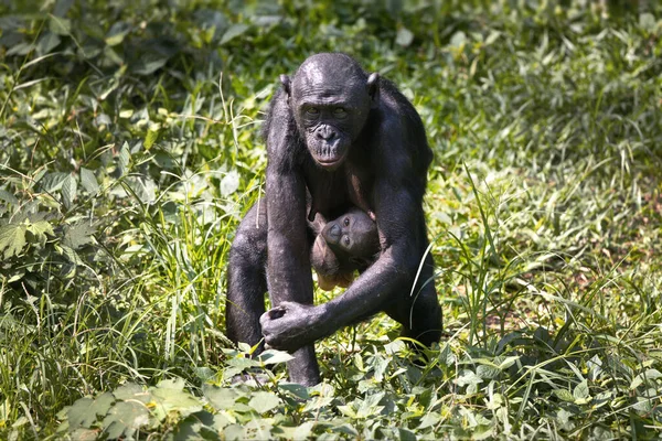 Gorila Preto Com Bebê Floresta — Fotografia de Stock