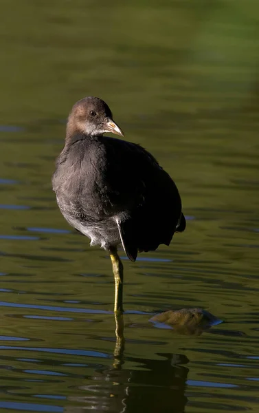 Schwarzreiher Wasser — Stockfoto