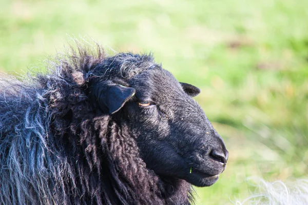 Zbliżenie Strzał Słodkie Owce — Zdjęcie stockowe