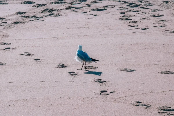 浜辺のカモメ — ストック写真