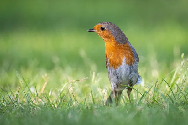 Primer Plano Hermoso Pájaro — Foto de Stock