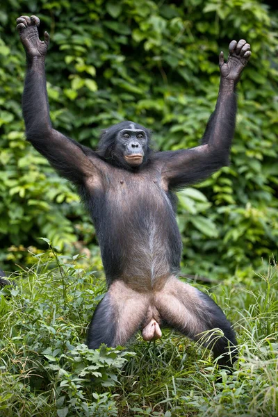 Gorilla Natürlichen Lebensraum — Stockfoto