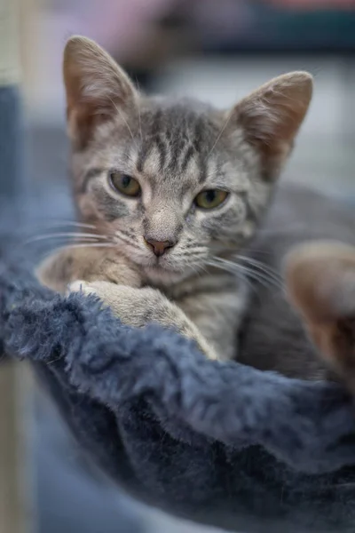 Katze Auf Dem Sofa — Stockfoto