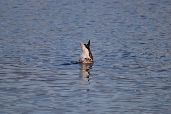 Een Vogel Zwemt Het Water — Stockfoto