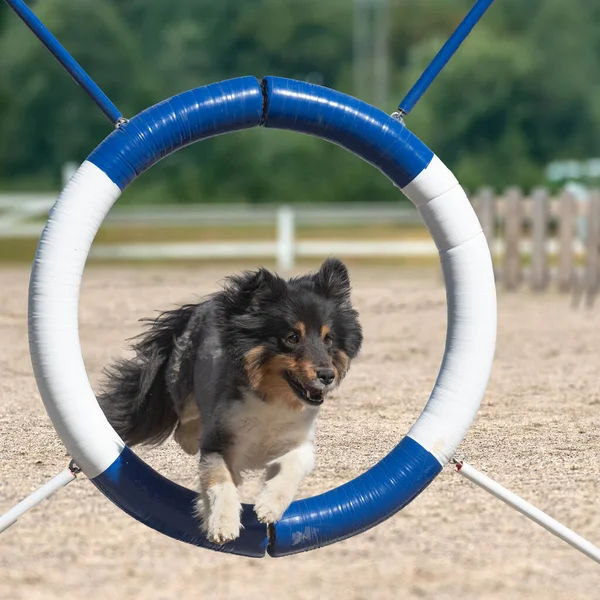 Kutya Játszik Városi Parkban — Stock Fotó