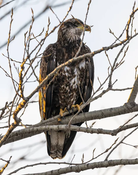 Gros Plan Bel Aigle Dans Nature — Photo