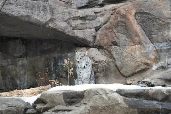 Piękny Biały Wilk Zoo — Zdjęcie stockowe