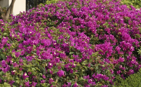 Schöne Blumen Garten — Stockfoto