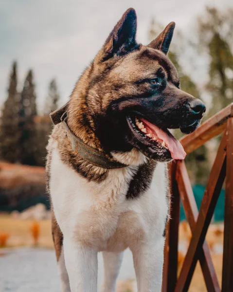 Портрет Собаки Лісі — стокове фото