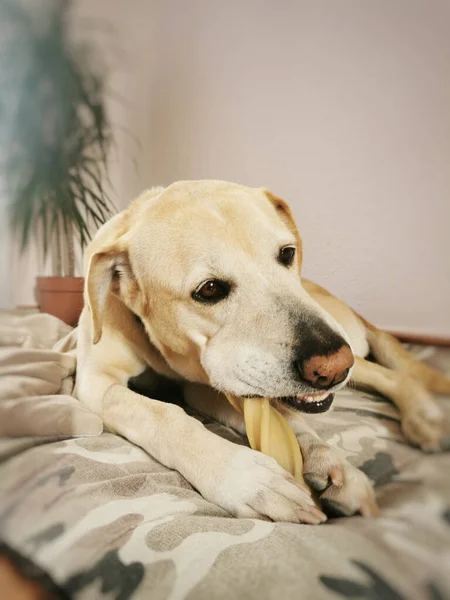 金毛猎犬躺在地板上 — 图库照片