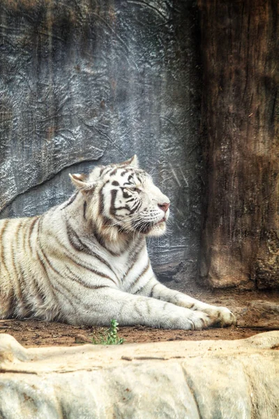 Tigre Branco Zoológico — Fotografia de Stock