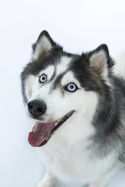 Portret Van Een Schattige Siberische Husky Hond — Stockfoto