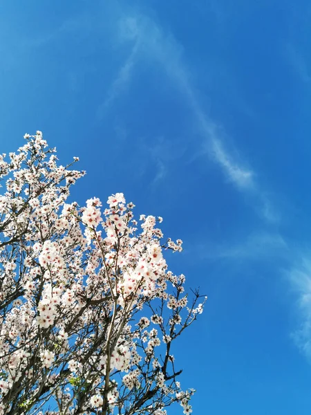 Belles Fleurs Printanières Sur Fond Bleu Ciel — Photo