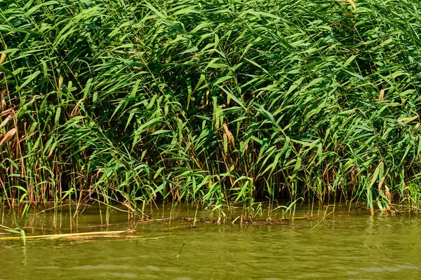 水里的绿草 — 图库照片