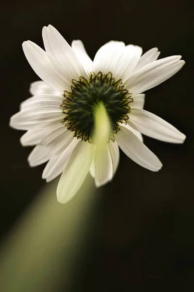 Λευκό Λουλούδι Μαργαρίτα Μαύρο Φόντο — Φωτογραφία Αρχείου