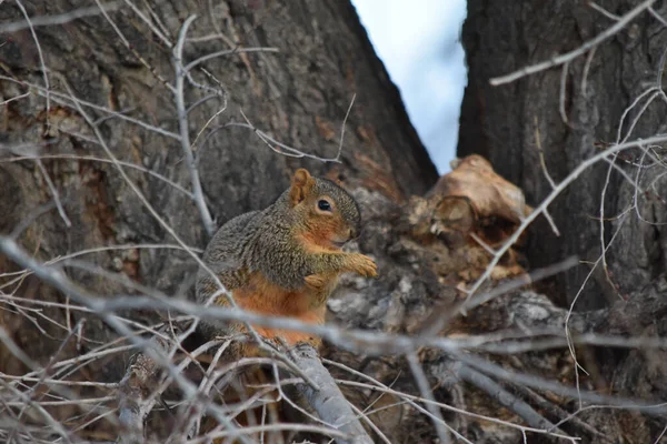 Red Squirrel Sits Tree Branch — Stock Photo, Image