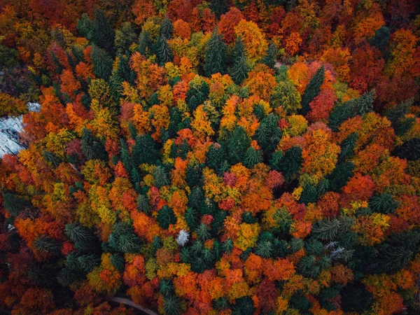 Ağaçlar Yapraklarla Dolu Güzel Sonbahar Manzarası — Stok fotoğraf