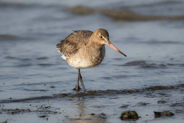 Gros Plan Bel Oiseau Dans Eau — Photo