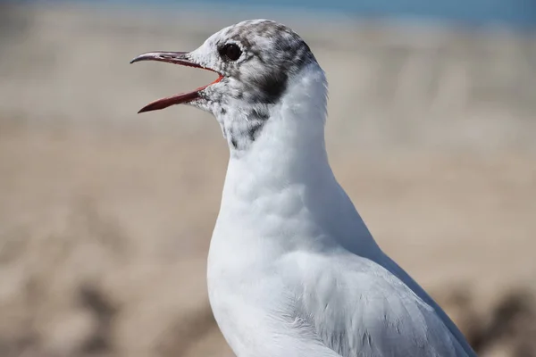 Gaivota Areia Cidade — Fotografia de Stock