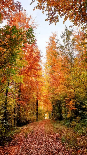 Floresta Outono Com Árvores Coloridas — Fotografia de Stock