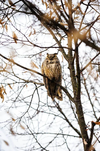 Vacker Fågelbild Naturlig Miljö — Stockfoto