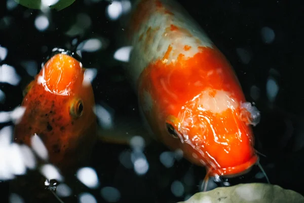 Ikan Koi Akuarium — Stok Foto