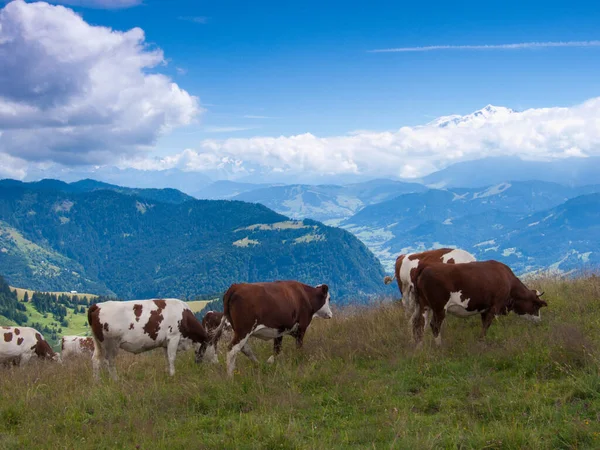 Krávy Pasoucí Horách — Stock fotografie