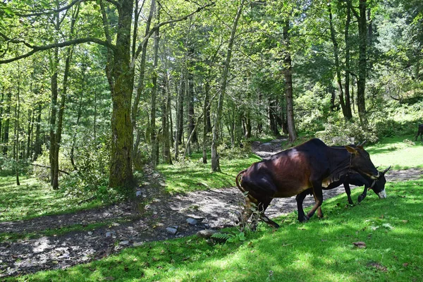 Άλογο Στο Δάσος — Φωτογραφία Αρχείου